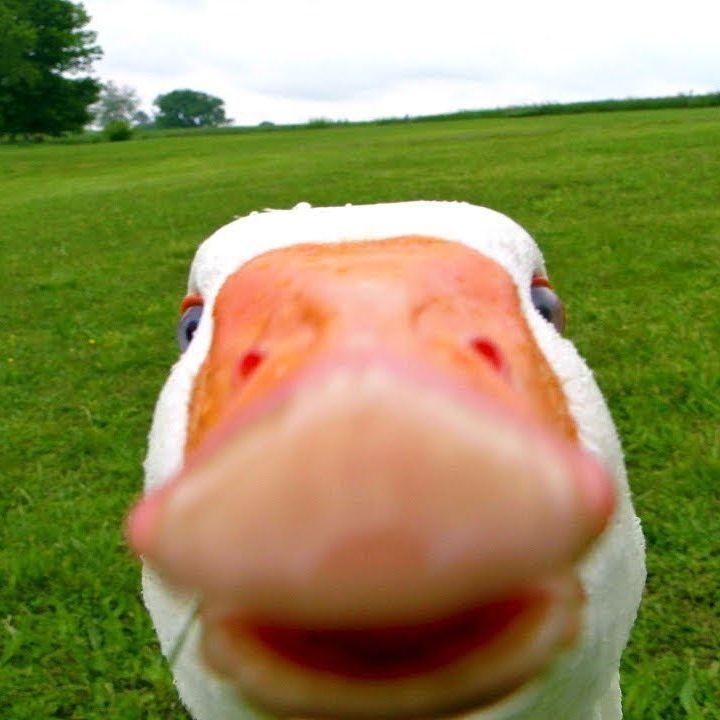 Agro_Goose avatar