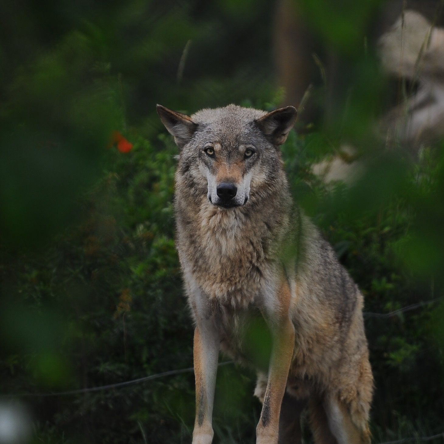 wyattearp-
