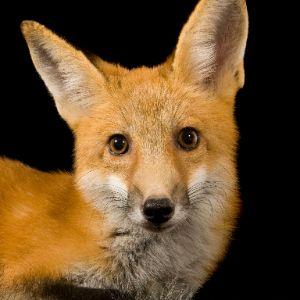 FoxVinsmouke avatar