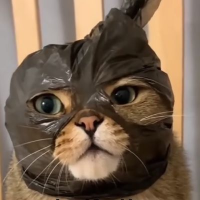 Lilmeows