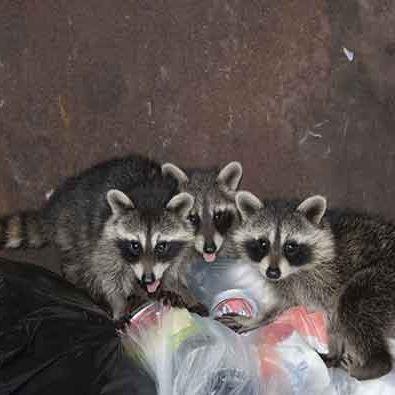 ROWDY RACCOONS