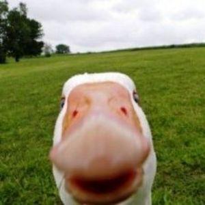 TipoGoose avatar