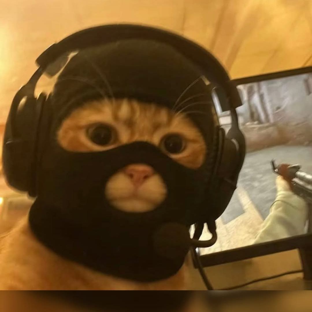 meowpeek
