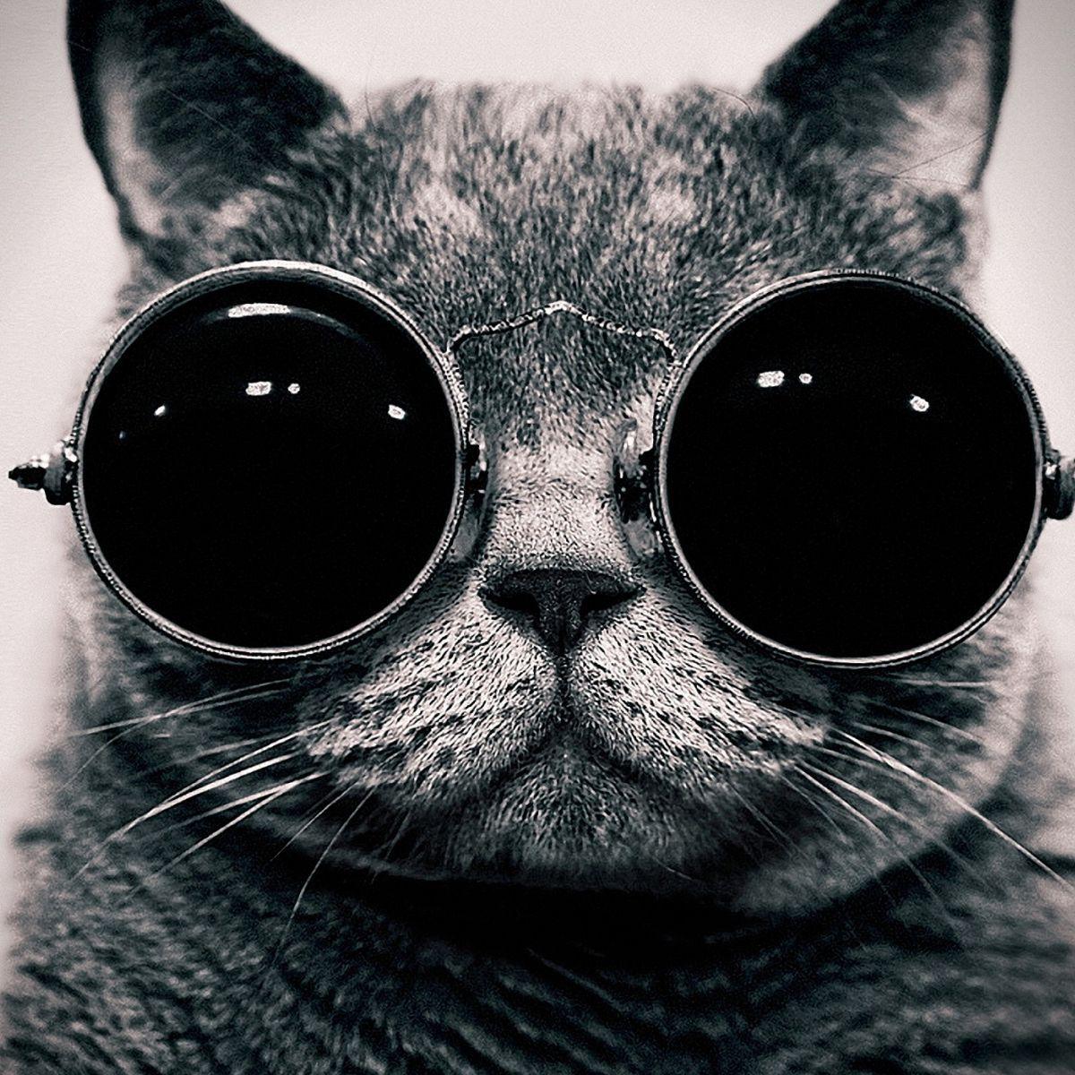 DsyncDanya avatar