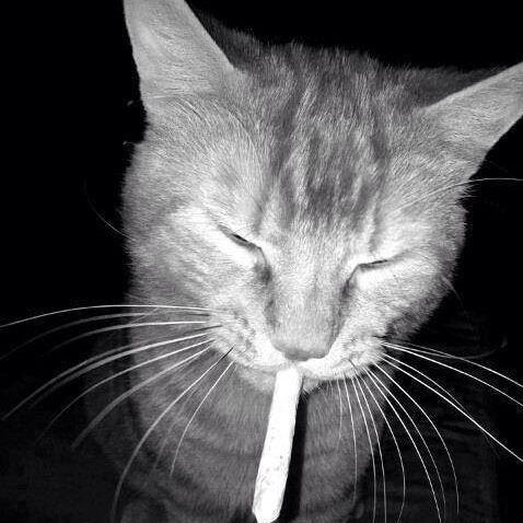 Tx_Stoner