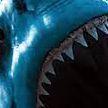 SharkS99 avatar