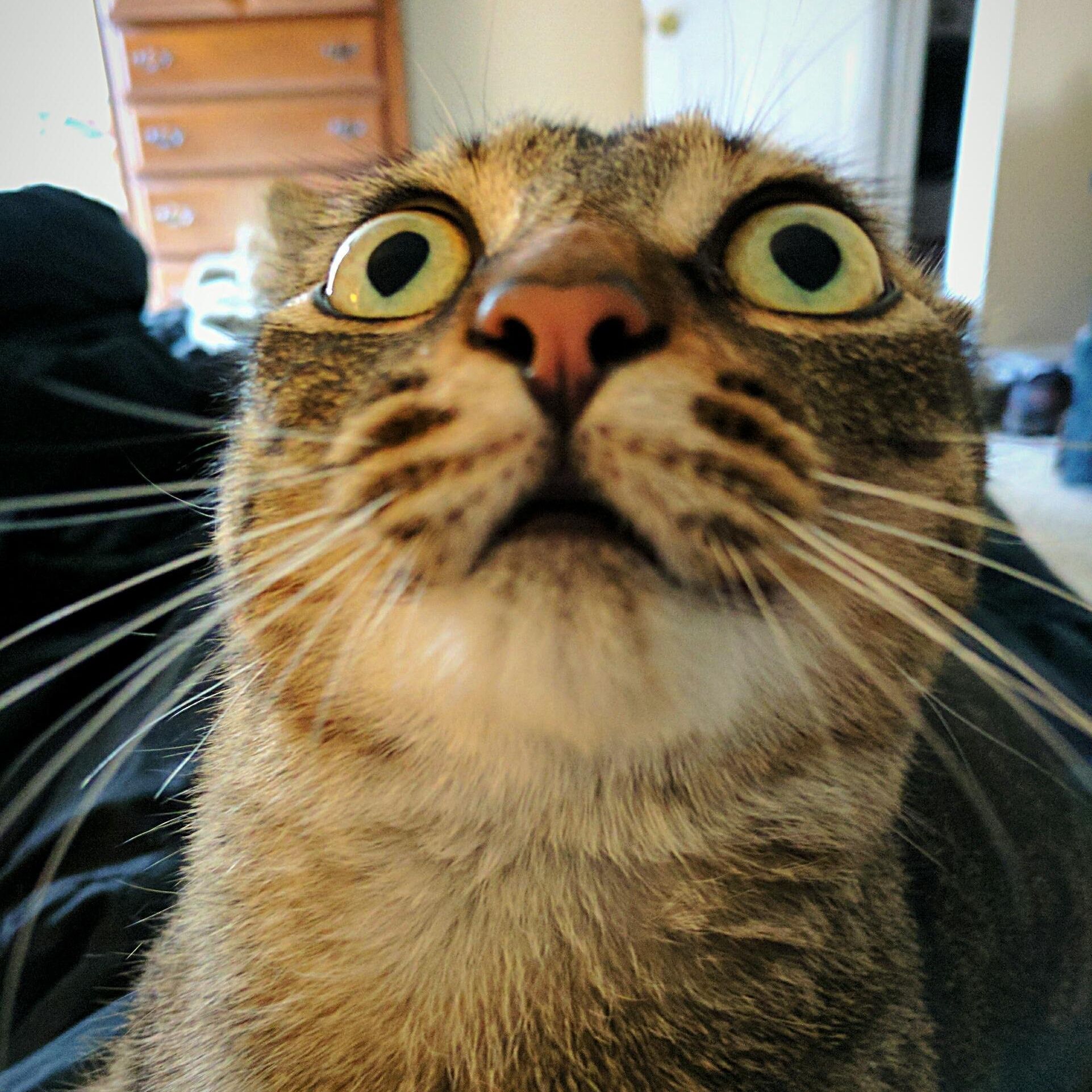 hugofix