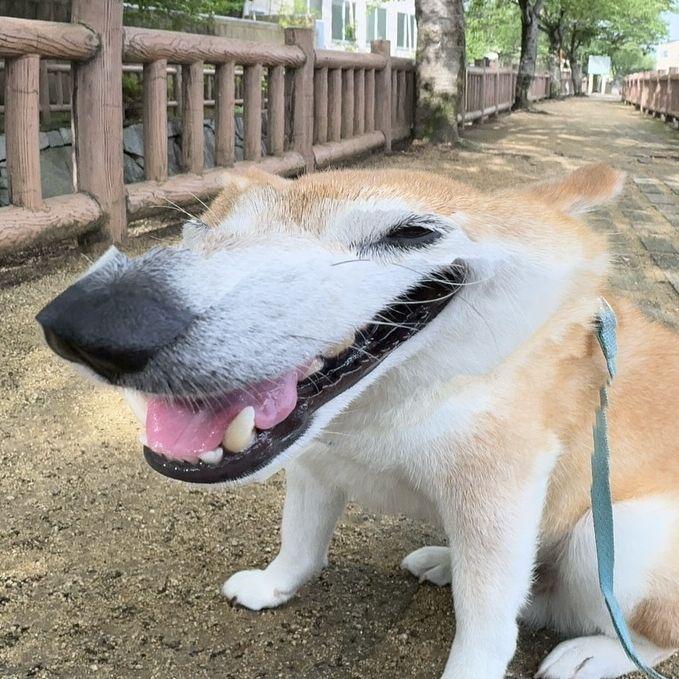 DoorChewer avatar