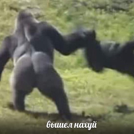 hahahah idi naxyi