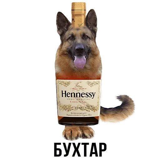 hamsterco avatar