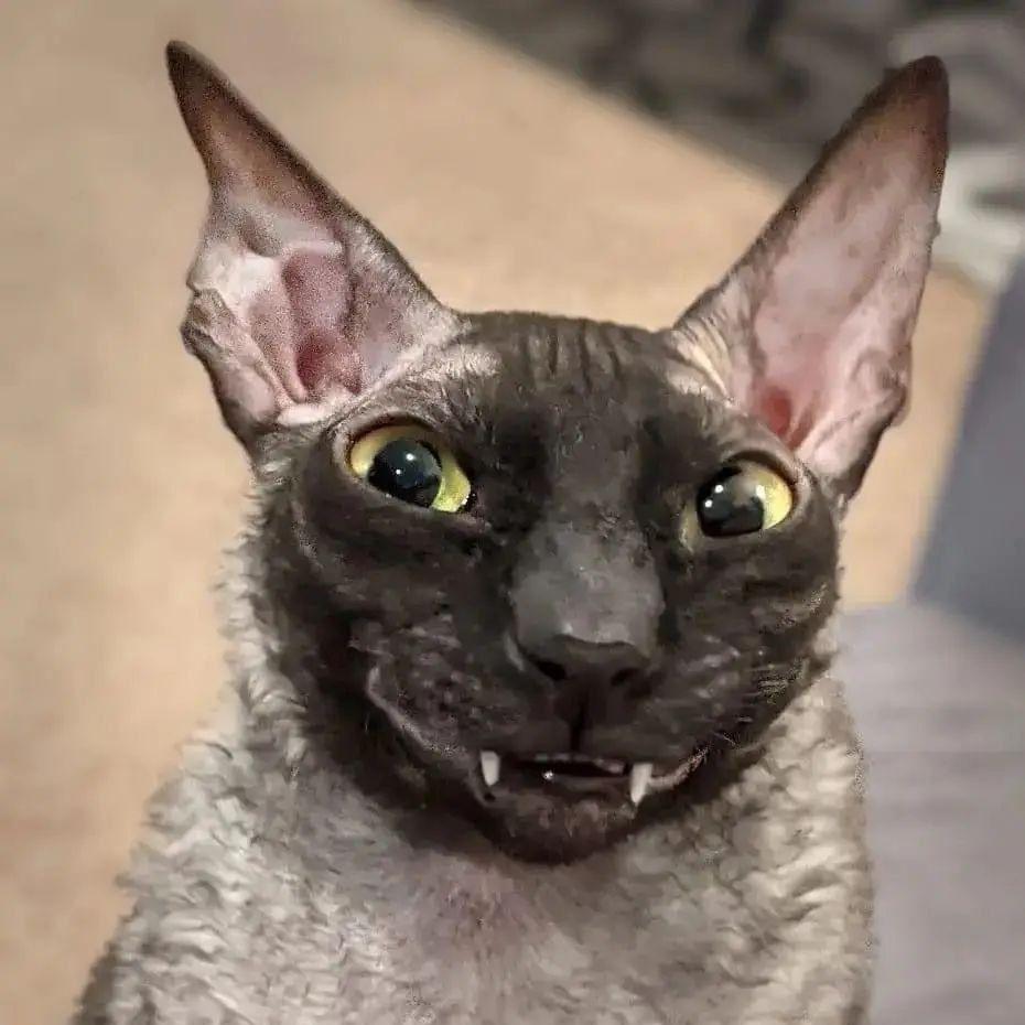 Enklixxx