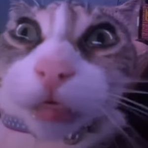 VANICHEE avatar