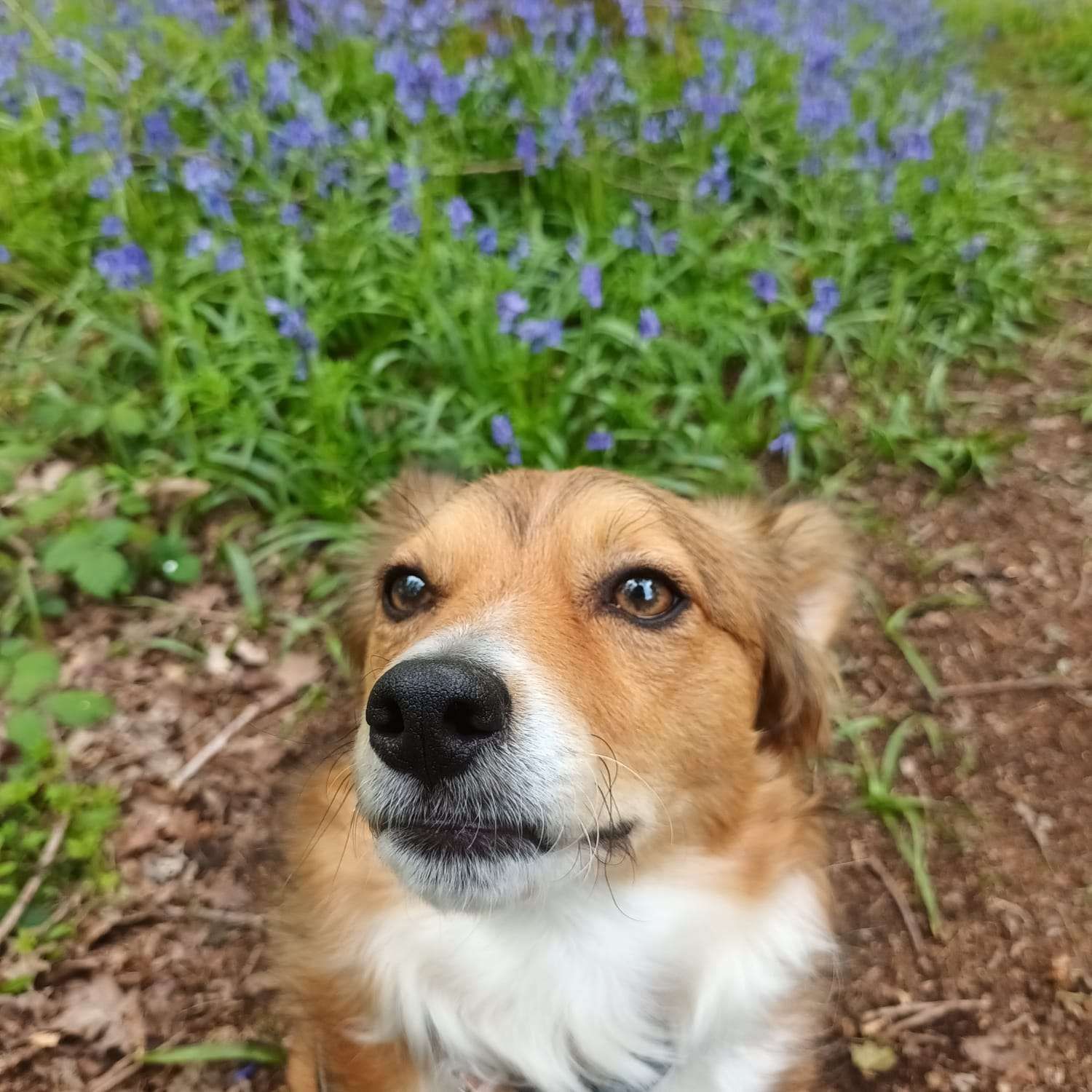 Odo