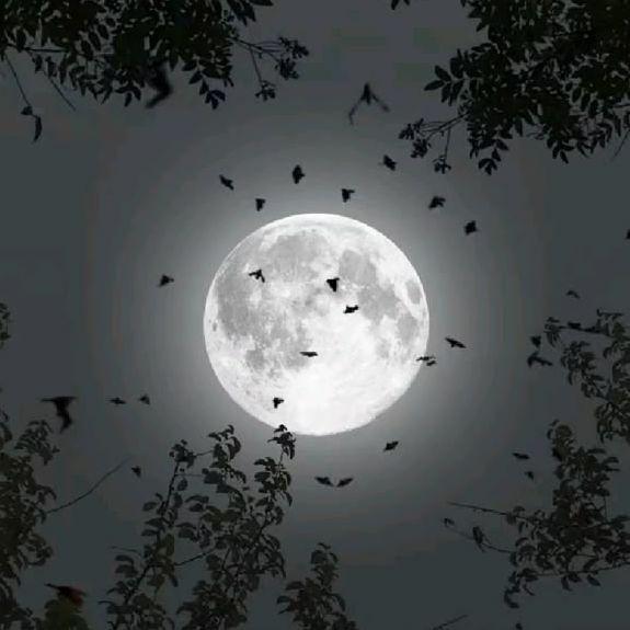 MooN_WW