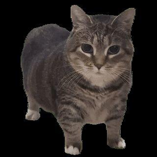 iRock avatar