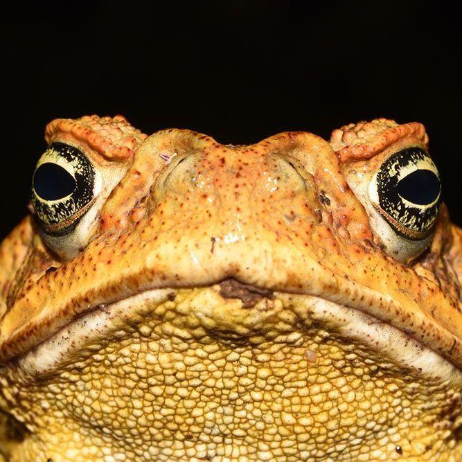 Toad_- avatar