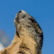 MarvinMarmot avatar