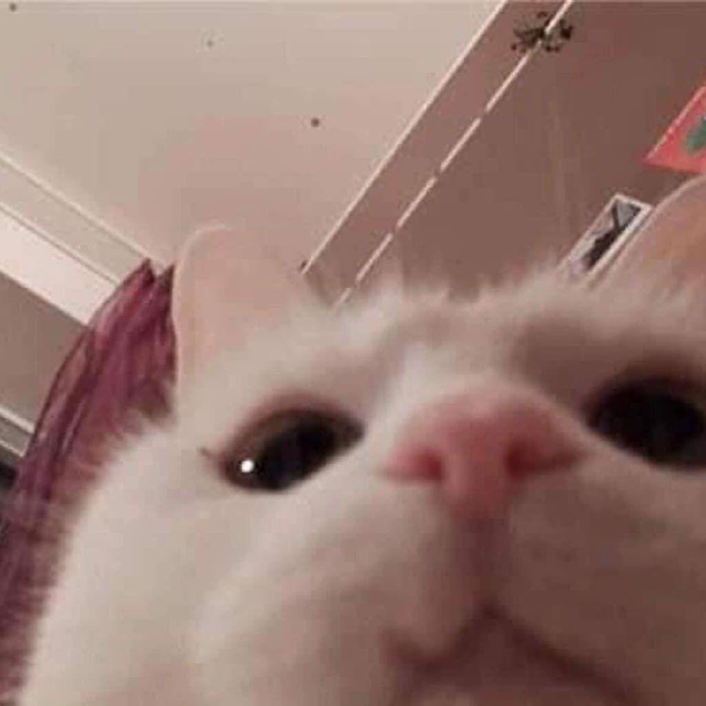 svnk7 avatar