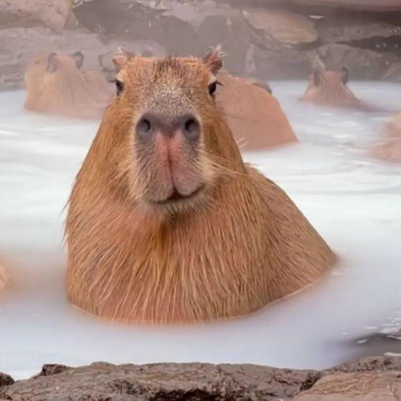 capibara3