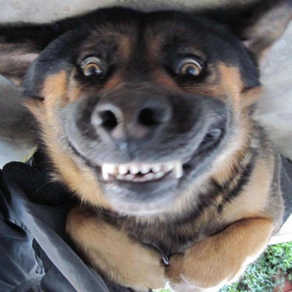 offcharkadOg avatar
