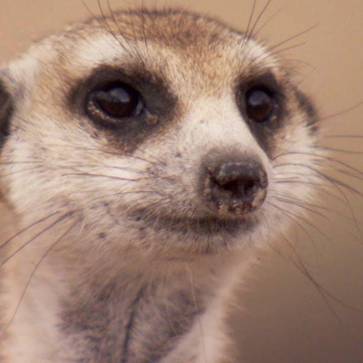 MeerkatPapi avatar