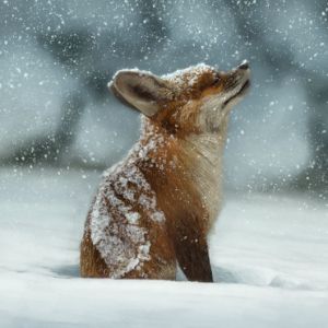 Dragon Fox