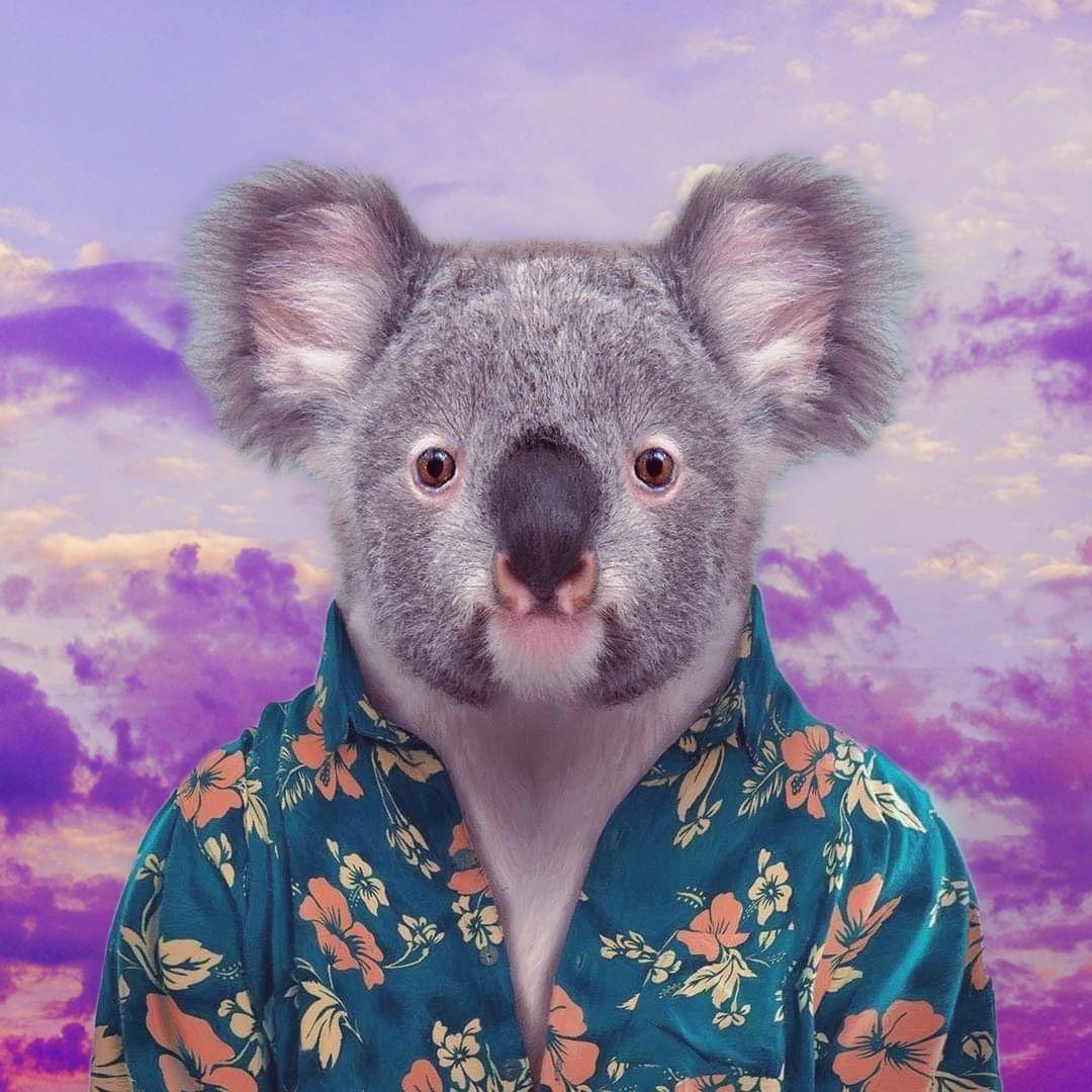 Player koaloR avatar