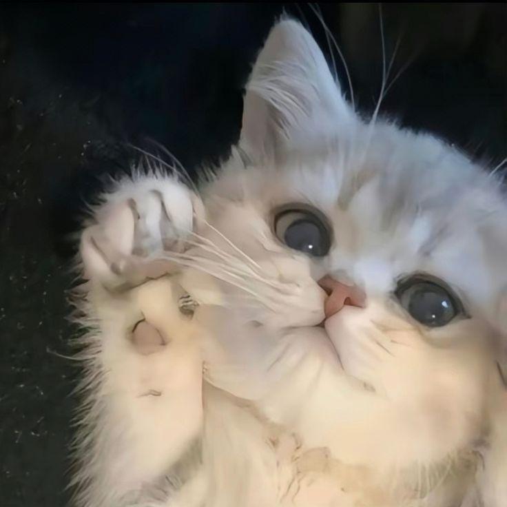 KOTENOKK666 avatar