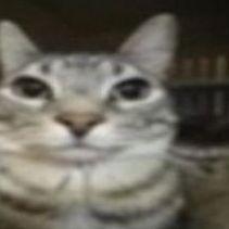 Matizuuu avatar