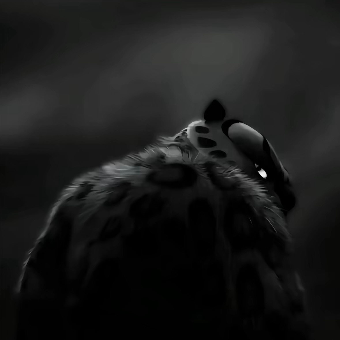 Tailun3