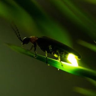 Firefly