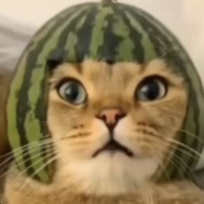 Watermeowlon