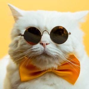 daddyPiz avatar