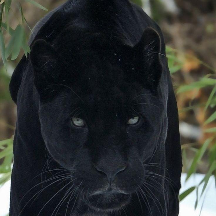 ArturDikiy