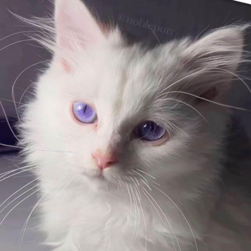 Salvbsl21 avatar