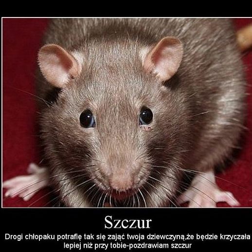 Qulka2