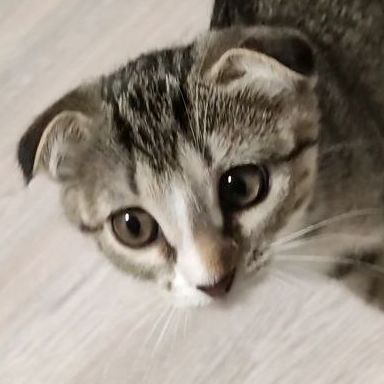 LazyCreap
