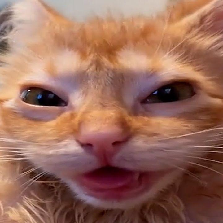 tygrysk0 avatar