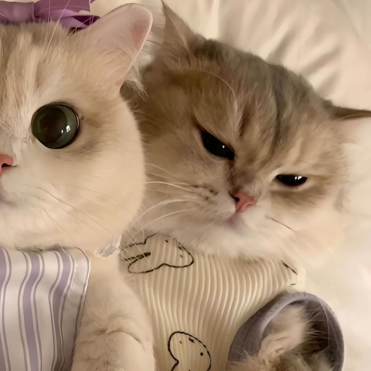 daesossa666