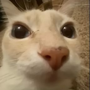 Kappeki