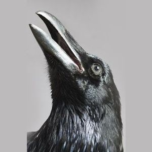 Crow_exe