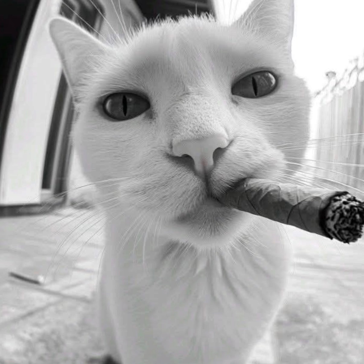 bakcx