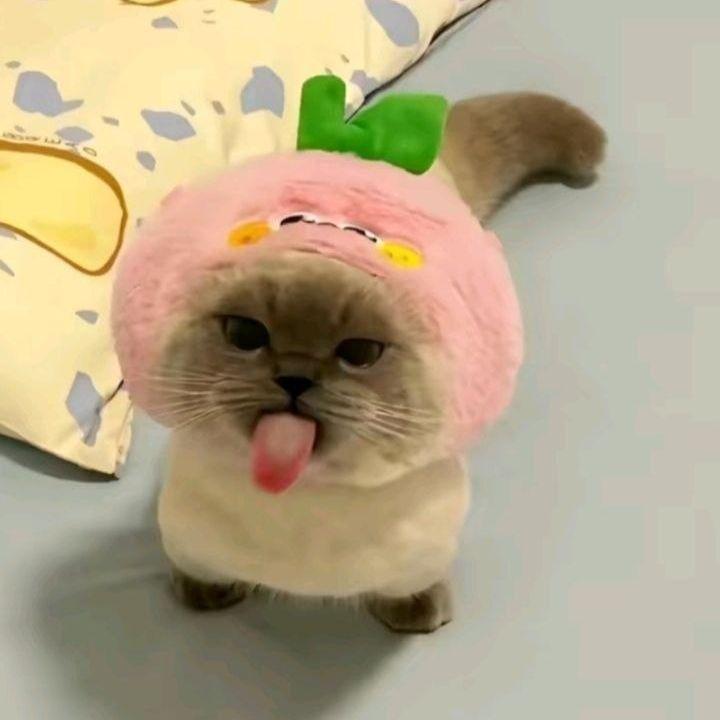 wowmeow avatar