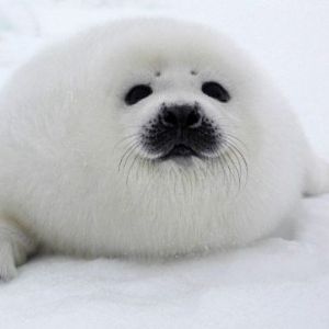tinytable avatar