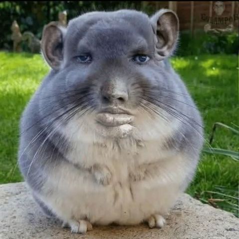 giganiga696
