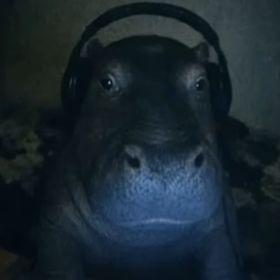 PikoLin avatar