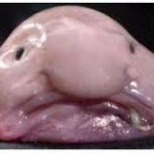 panskux