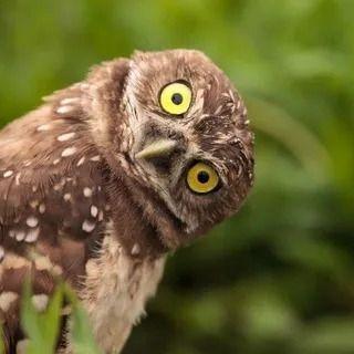 -Owlet-