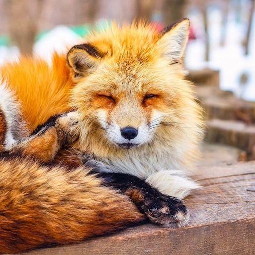 TEAM FOXES