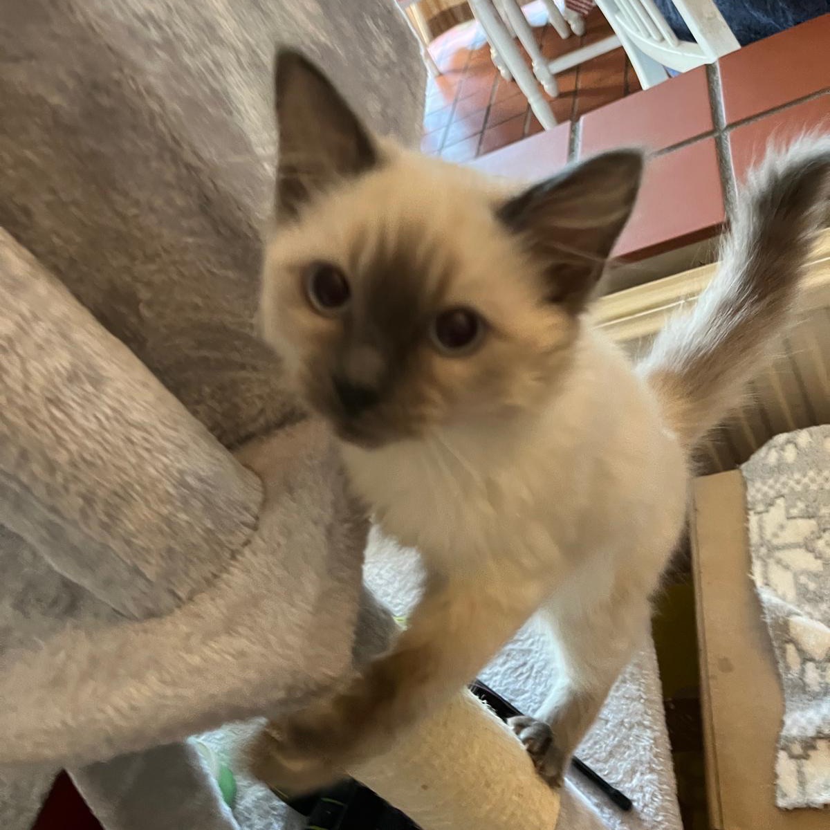 team_GraceKitty